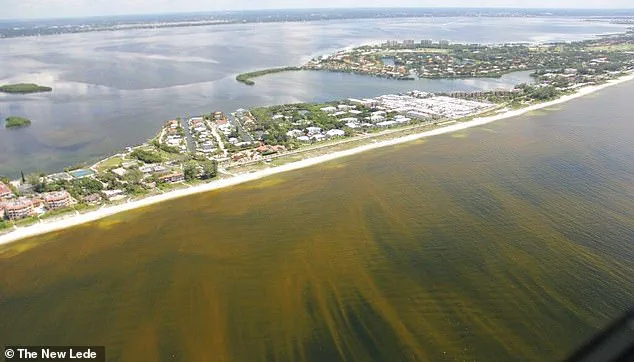 Study Links Toxic Algae in Florida Waters to Alzheimer's Disease
