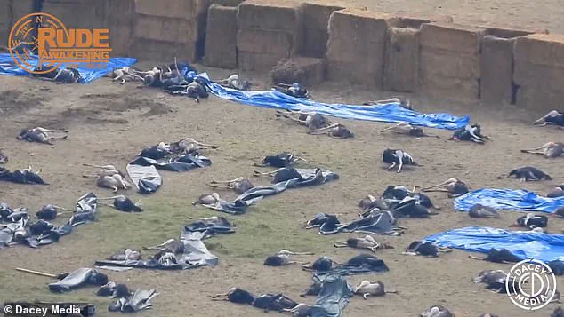 Canadian Ostrich Farm Owner Alleges Government Killed 314 Birds to Bury Medical Research, Not to Stop Bird Flu, Sparking Public Health Debate