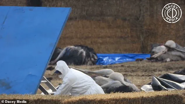 Canadian Ostrich Farm Owner Alleges Government Killed 314 Birds to Bury Medical Research, Not to Stop Bird Flu, Sparking Public Health Debate