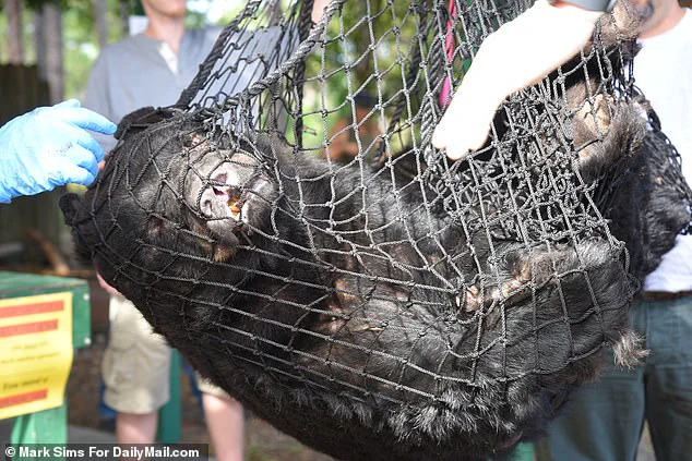 Imminent Threat to 172 Black Bears as Florida Court Clears Path for First Bear Hunt in a Decade