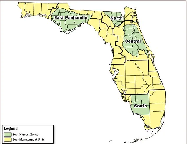 Imminent Threat to 172 Black Bears as Florida Court Clears Path for First Bear Hunt in a Decade