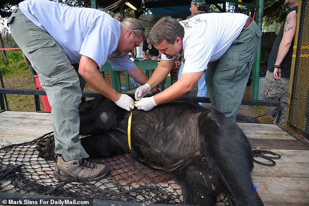 Imminent Threat to 172 Black Bears as Florida Court Clears Path for First Bear Hunt in a Decade