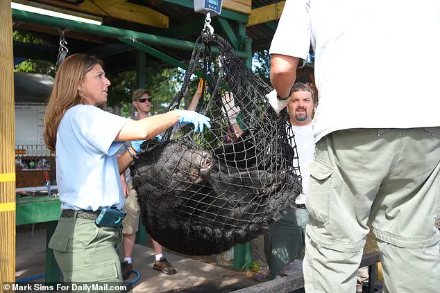 Imminent Threat to 172 Black Bears as Florida Court Clears Path for First Bear Hunt in a Decade