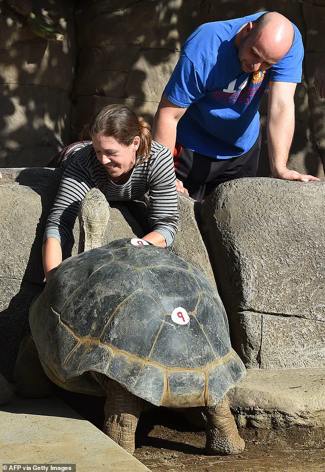 The End of an Era: Gramma the Galapagos Tortoise, San Diego Zoo's Beloved Icon, Passes Away at 141