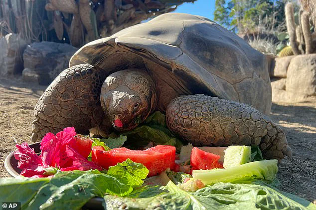 The End of an Era: Gramma the Galapagos Tortoise, San Diego Zoo's Beloved Icon, Passes Away at 141