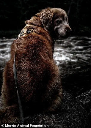 University of Cambridge Study Reveals Genetic Link Between Golden Retrievers and Human Behavioral Traits, Shedding Light on Emotions and Mental Health