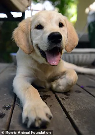 University of Cambridge Study Reveals Genetic Link Between Golden Retrievers and Human Behavioral Traits, Shedding Light on Emotions and Mental Health