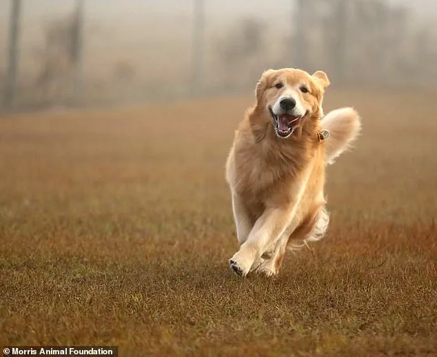 University of Cambridge Study Reveals Genetic Link Between Golden Retrievers and Human Behavioral Traits, Shedding Light on Emotions and Mental Health