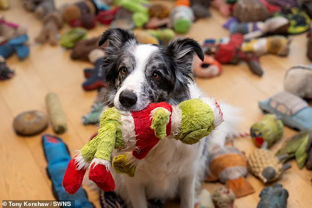 Border Collie Harvey Recognizes Over 200 Words and Fetches Toys by Name, Featured in Groundbreaking Canine Intelligence Studies