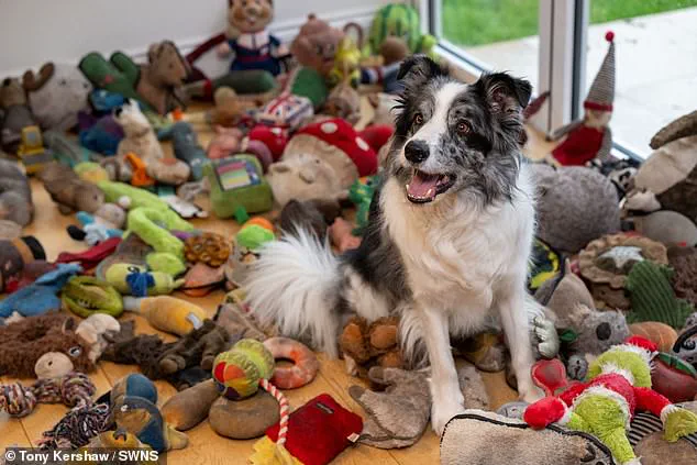 Border Collie Harvey Recognizes Over 200 Words and Fetches Toys by Name, Featured in Groundbreaking Canine Intelligence Studies