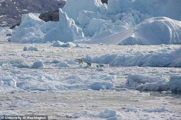 Polar Bears' Genetic Adaptation to Climate Change Offers Glimmer of Hope Amid Global Warming Crisis