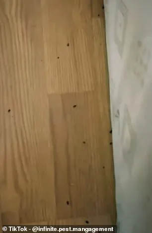 Unexpected Bedbug Resurgence in UK Winter Driven by Heating Systems