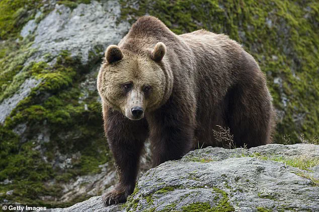 From Apex Predator to Gentle Giant: How Centuries of Coexistence Have Transformed Italy’s Brown Bears