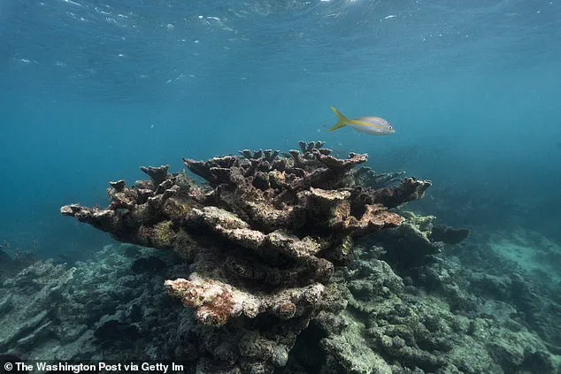 2026: The Year Coral Reefs May Face Irreversible Collapse Due to Climate Change