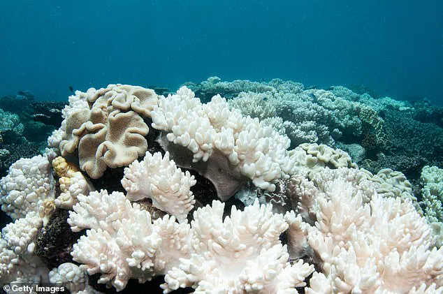 2026: The Year Coral Reefs May Face Irreversible Collapse Due to Climate Change