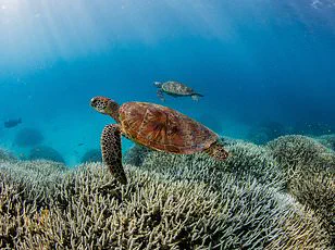 2026: The Year Coral Reefs May Face Irreversible Collapse Due to Climate Change