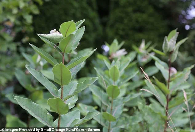 Karen Barnes of Burlington Cultivates Wildlife Sanctuary Through Decade-Long Naturalized Garden Effort