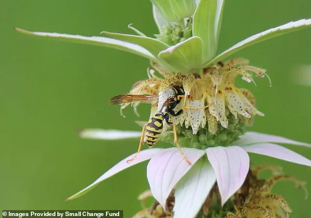 Karen Barnes of Burlington Cultivates Wildlife Sanctuary Through Decade-Long Naturalized Garden Effort