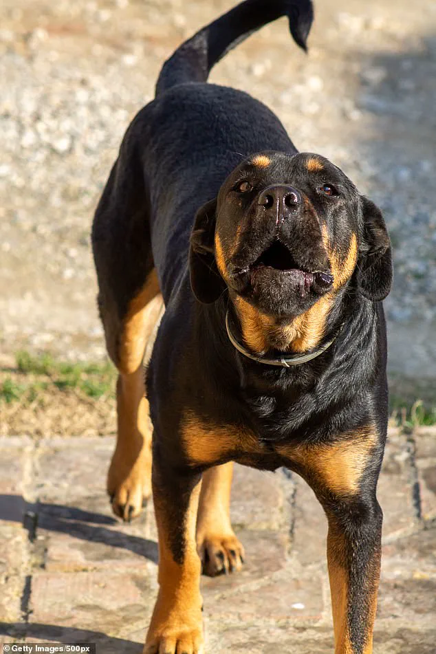 Tragic Death of 13-Year-Old Drew Nickerson Following Brutal Dog Attack in Welshtown, Nova Scotia Sparks Community Grief