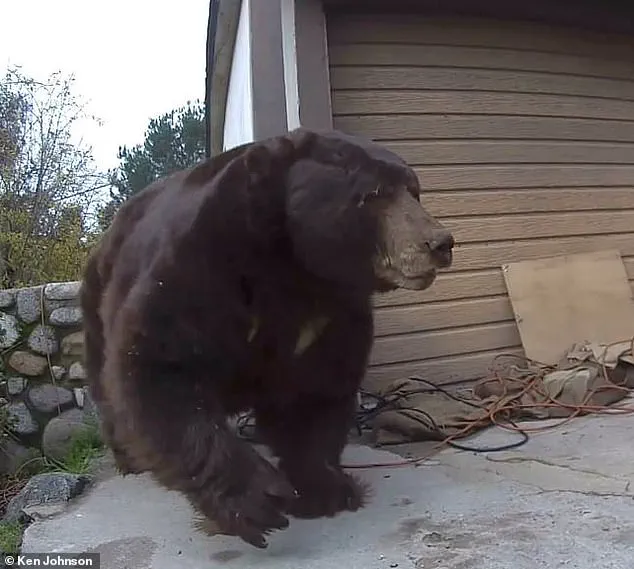 California Homeowner Removes 550-Pound Bear from Crawl Space After Month-Long Disruption