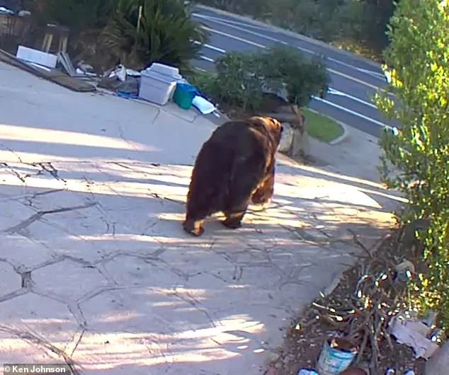California Homeowner Removes 550-Pound Bear from Crawl Space After Month-Long Disruption
