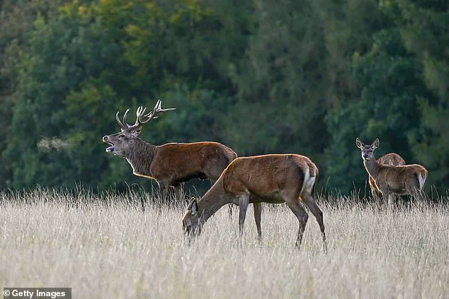 Invasive Sika Deer Threaten Native Species, Prompting Calls for Stricter Wildlife Regulations