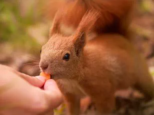 Invasive Sika Deer Threaten Native Species, Prompting Calls for Stricter Wildlife Regulations
