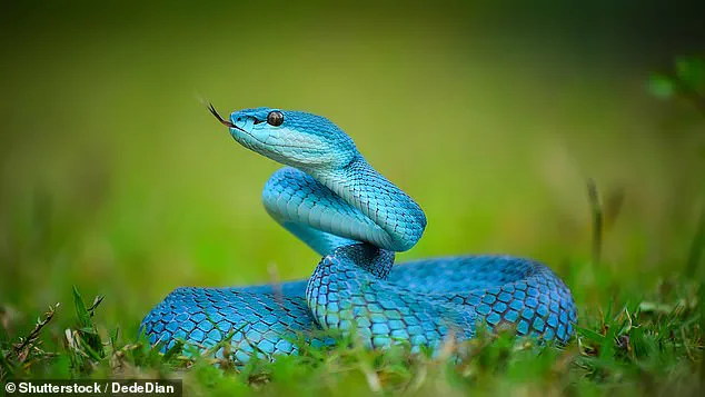 Public Safety Concerns Arise from Surge in Demand for Indonesian Pit Viper Linked to Disney's Zootopia 2