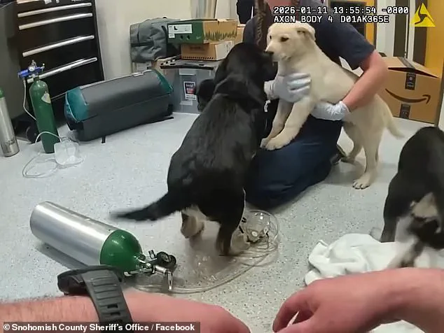 Firefighters Save Puppies from Opioid Overdose in Unusual Rescue