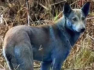 New Study Reveals Horses Can Sense Human Fear Through Scent