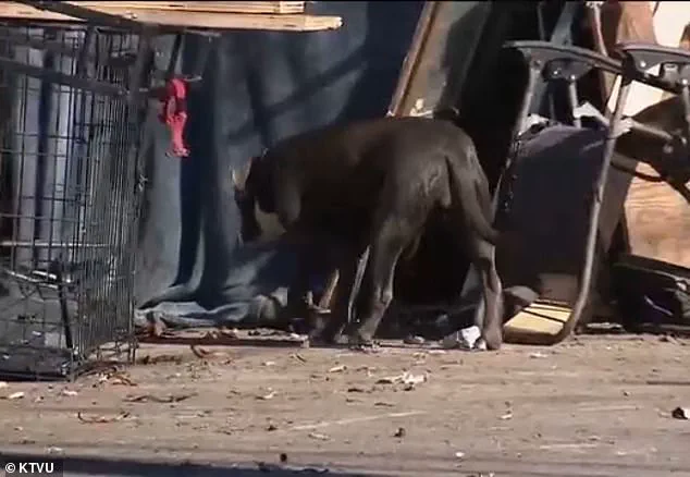 Rare Tropical Disease Sparks Alarms, Legal Battle in Berkeley Homeless Encampments