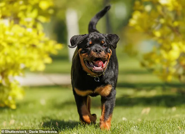 Study Reveals German Shepherds and Rottweilers Have the Friendliest Faces, According to New Research