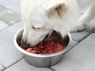 Study Reveals German Shepherds and Rottweilers Have the Friendliest Faces, According to New Research