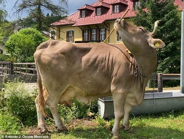 Austrian Cow's Tool Use Sheds Light on Animal Intelligence