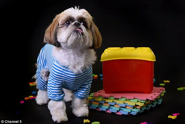 Austrian Cow's Tool Use Sheds Light on Animal Intelligence