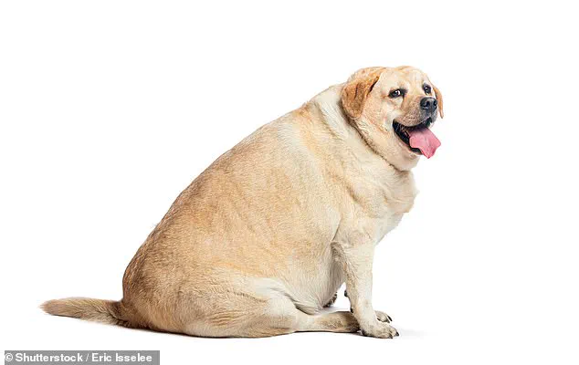 Over half of UK dogs classified as overweight or obese, experts urge immediate action to mitigate public health risks