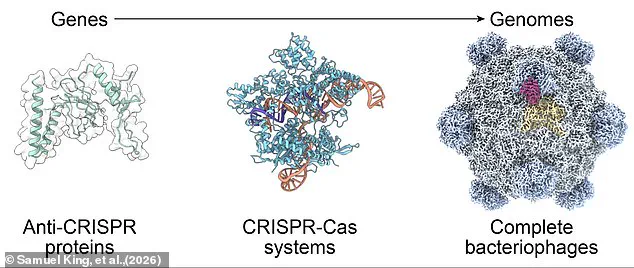 AI-Driven Breakthrough: Scientists Create First Lab-Grown Virus, Evo–Φ2147, Revolutionizing Evolutionary Biology
