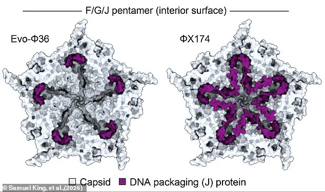 AI-Driven Breakthrough: Scientists Create First Lab-Grown Virus, Evo–Φ2147, Revolutionizing Evolutionary Biology