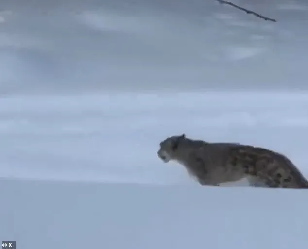 Exclusive Access to Hidden Wilderness: Tourist Injured in Rare Snow Leopard Encounter at Keketuohai Geopark
