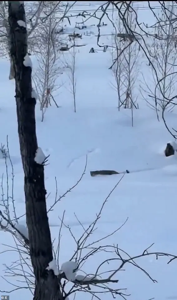 Exclusive Access to Hidden Wilderness: Tourist Injured in Rare Snow Leopard Encounter at Keketuohai Geopark