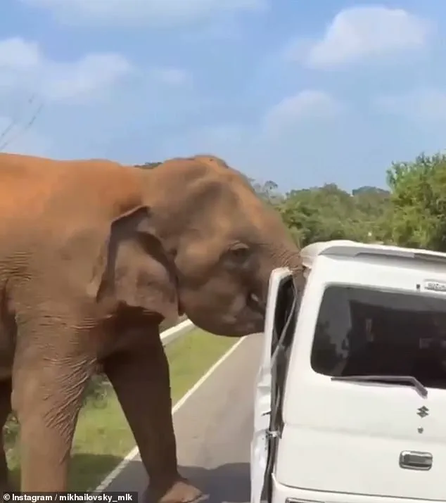 Russian Tourists' 'Life-Threatening' Elephant Encounter in Sri Lanka Sparks Tourism Sector Crisis