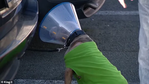 Violent Attack in Parkland Convenience Store Parking Lot Leaves Man and Dog Injured, Suspect Killed by Police