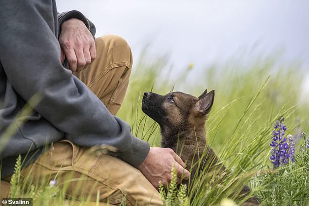 Kim Greene's Svalinn: Breeding Million-Dollar Guard Dogs for the Ultra-Wealthy