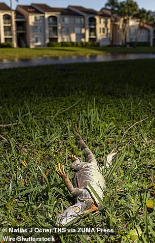 Surreal Cold Snap in South Florida: Iguanas Fall from Trees as Torpor Sets In