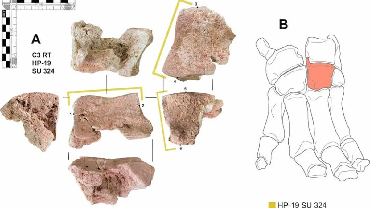 Ancient Bone Discovery in Spain Confirms Hannibal's Use of War Elephants