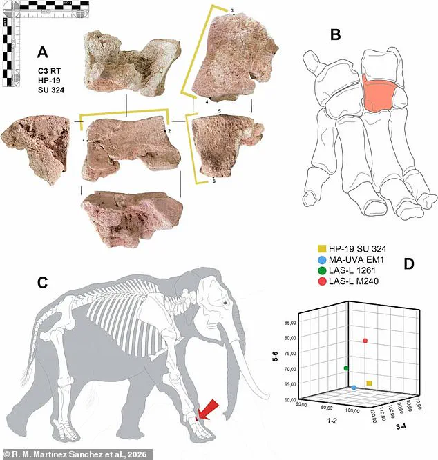 Ancient Bone Discovery in Spain Confirms Hannibal's Use of War Elephants