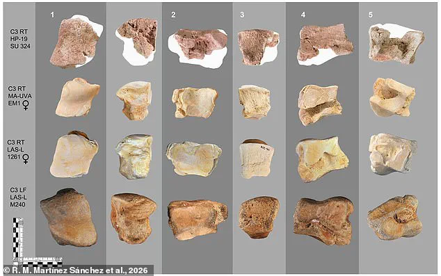 Ancient Bone Discovery in Spain Confirms Hannibal's Use of War Elephants