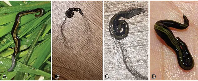 Invasive Flatworms on Pets Spark Ecological Crisis in Europe