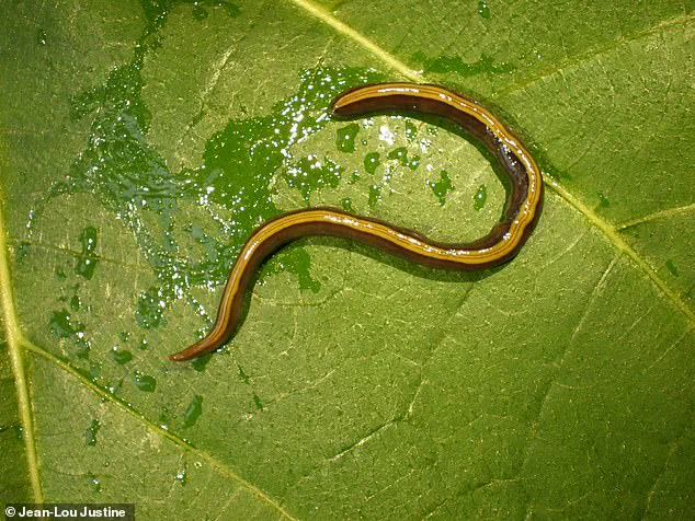 Invasive Flatworms on Pets Spark Ecological Crisis in Europe