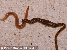 Invasive Flatworms on Pets Spark Ecological Crisis in Europe